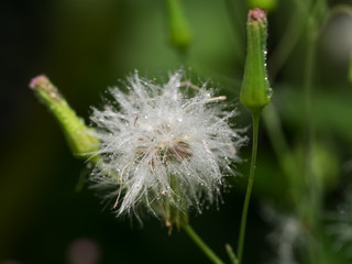 close up of grass flowers and drop dew.