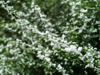 Snow on the tree.