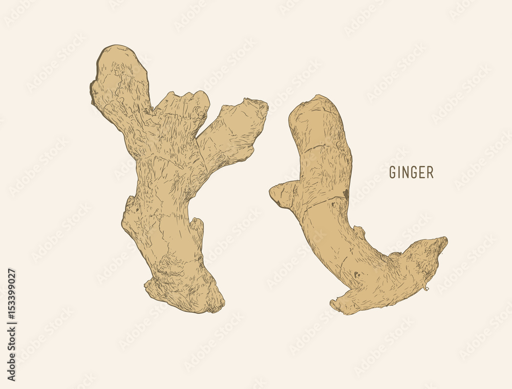 Wall mural ginger set sketch vector.