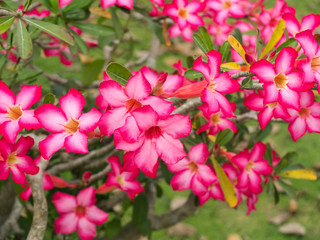 Pink flower of Adenium obesum (Desert Rose; Impala Lily; Mock Azalea)