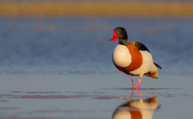 Common Shelduck - Tadorna tadorna