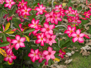 Pink flower of Adenium obesum (Desert Rose; Impala Lily; Mock Azalea)