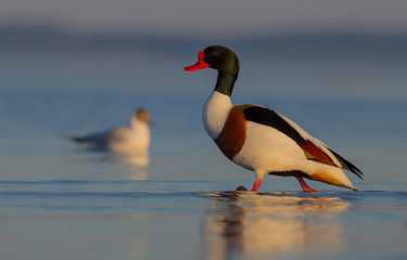 Common Shelduck - Tadorna tadorna