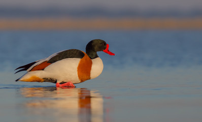 Common Shelduck - Tadorna tadorna