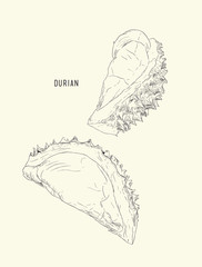 durian , King of fruit ,sketch vector.