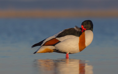 Common Shelduck - Tadorna tadorna