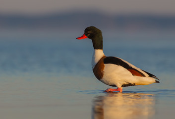 Common Shelduck - Tadorna tadorna