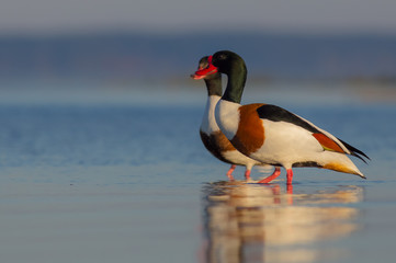 Common Shelduck - Tadorna tadorna