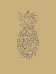 pineapple fruit. sketch vector.