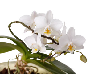 White flowers orchid Phalaenopsis