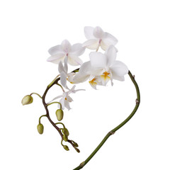 Naklejka na ściany i meble White flowers orchid Phalaenopsis