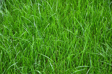 Rasen, grünes Gras, Gras