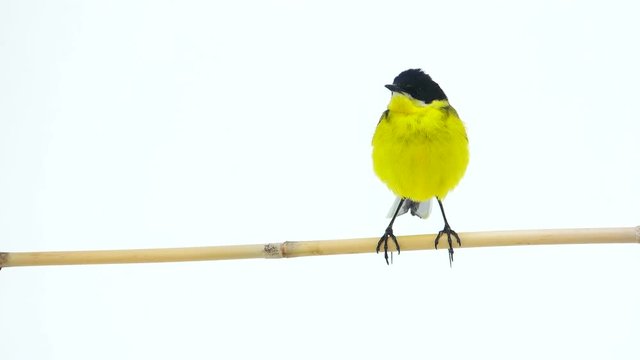 wagtail (Motacilla feldegg) isolated on a white background  in studio shot