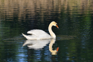 Cigno reale nuota sul fiume 