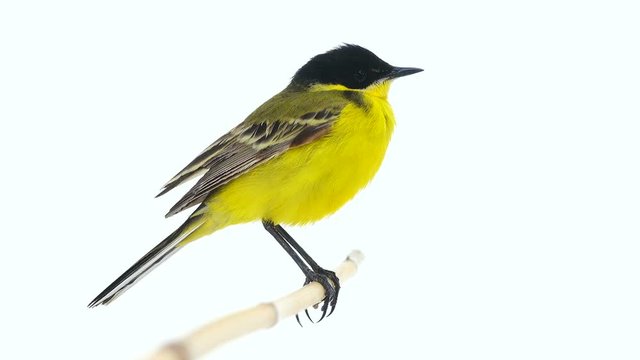 wagtail (Motacilla feldegg) isolated on a white background  in studio shot