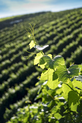 Vine leafs over vineyard