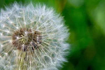 Tuinposter Dandelion blowball on green background © rgvc