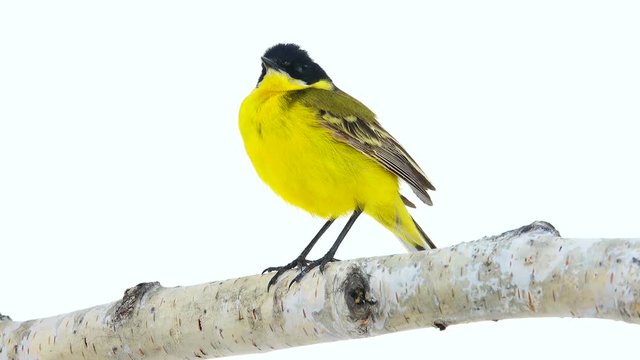wagtail (Motacilla feldegg) isolated on a white background  in studio shot