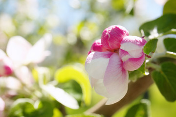 Tree branch with blooming flowers, closeup