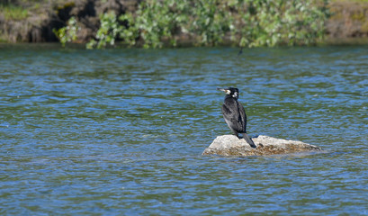 Cormorano fermo sul sasso in mezzo al fiume