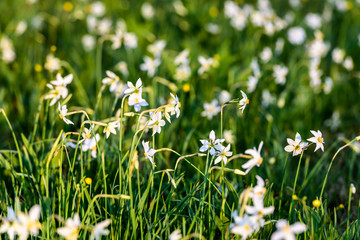 Fototapeta premium Wild Narcissus Stellaris. Field of Spring Wildflowers.