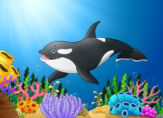 Fototapeta na wymiar Cute killer whale under water