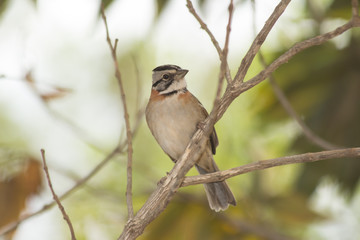 Brazilian Birds