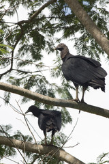 Brazilian Birds