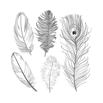 Hand drawn set of various black and white bird feathers, sketch style vector illustration on white background. Realistic hand drawing of peacock, parrot, dove, falcon bird feather