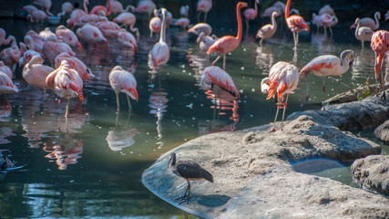 Flamingos