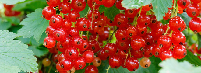 Ripe red currants in the garden, selective focus .