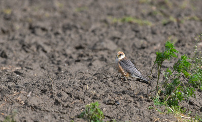 Falco cuculo fermo sul campo arato
