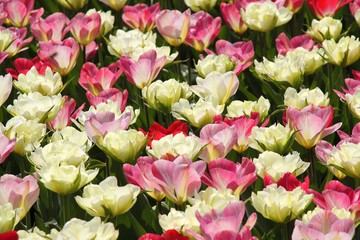prachtvolle Tulpenblüte