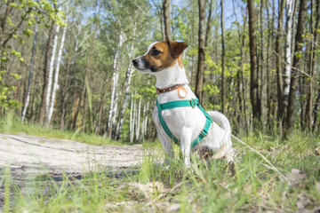 Jack rassel the dog sits in the forest.