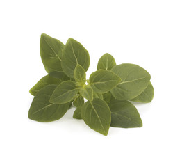 Fresh green leaves of basil grass, isolated on white background. Sweet basil Genovese