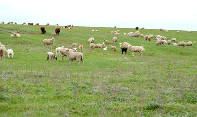 Obraz premium The herd of sheep is grazed in the spring steppe. Kalmykia