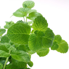 Mint  / Mentha © 7monarda