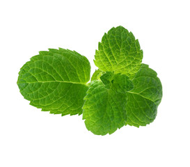 Mint  / Mentha © 7monarda