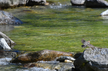 Fototapeta na wymiar Merlo acquaiolo che vola sopra il fiume in primavera cercando cibo