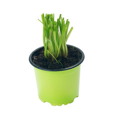 Growing chives in a pot