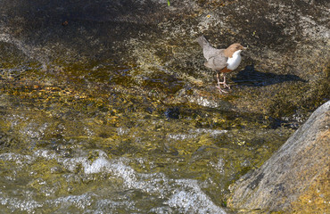 Merlo acquaiolo fermo tra l'acqua del fiume