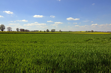 A rural landscape: a field of green cereal with yellow canola and trees in the distance and blue sky with little clouds on a sunny day
