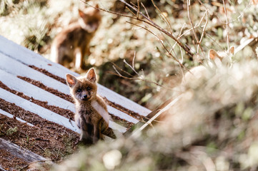 Baby Fuchs bei schönsten Abendlicht