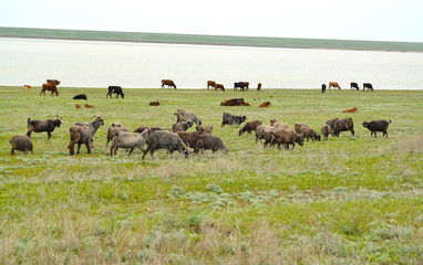 The mixed herd of goats and cows is grazed on the river bank Manych in the spring steppe. Kalmykia