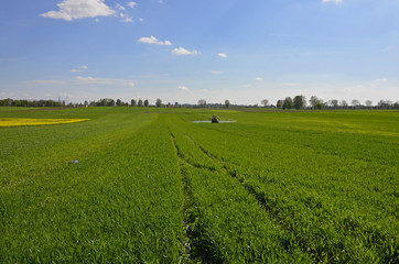 Fototapeta na wymiar A rural landscape: a field of growing green wheat 