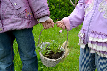 Children hold in hand a basket with daisy seedling