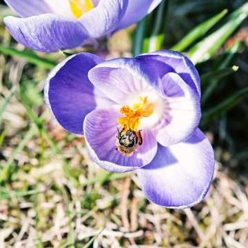 Honey bee pollinate crocus, beauty photo filter