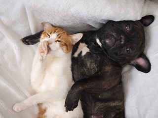 Dog and cat funny lying on a white blanket