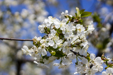 Flowers of the cherry blossoms on a spring day closeup