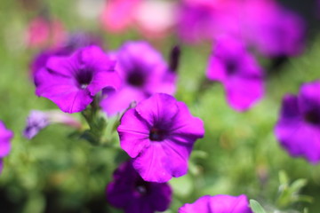Purple Petunia.